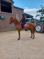 Hongre, Dieren en Toebehoren, Paarden, Met stamboom, Ruin, Niet van toepassing, 7 tot 10 jaar