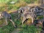 duitse dog pups blauw, zwart en harlekijn, België, Overige rassen, CDV (hondenziekte), 8 tot 15 weken