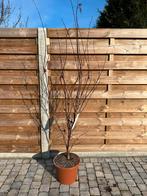 Japanse esdoorn te koop, Tuin en Terras, Ophalen