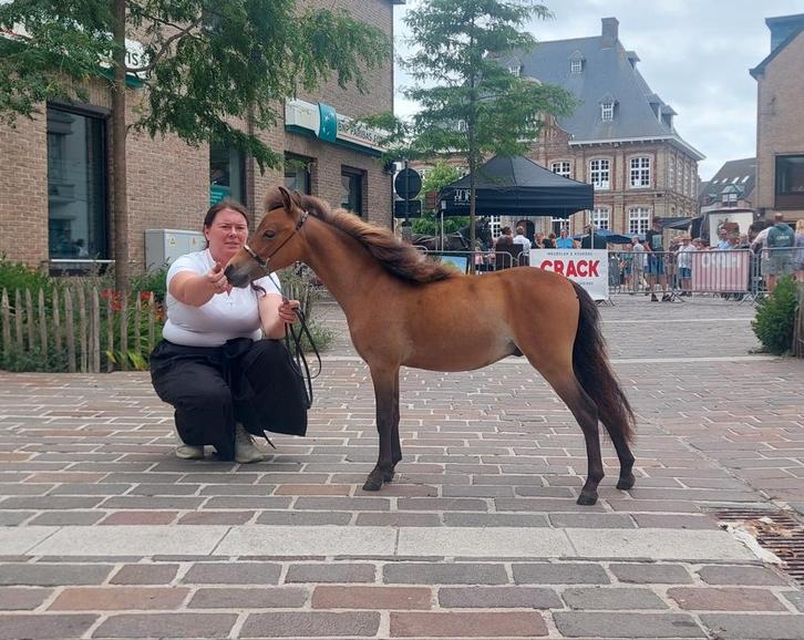2jarige Amerikaanse hengst, Animaux & Accessoires, Chevaux & Poneys | Étalons & Juments poulinières, Étalon