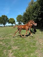 Merrieveulen en hengstveulen te koop uit topmoederlijnen, Dieren en Toebehoren, Paarden, Springpaard, Minder dan 160 cm, 0 tot 2 jaar