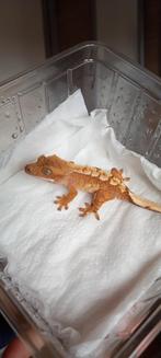 Poss 1.0  Red Tricolor wimpergekko baby, Dieren en Toebehoren, Reptielen en Amfibieën, Hagedis, Tam, 0 tot 2 jaar