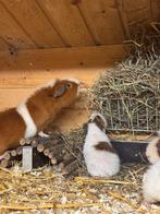 Us teddy cavia’s, Dieren en Toebehoren, Knaagdieren, Augustus, Meerdere dieren, Cavia