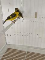 Tarin de yarrel, Enlèvement