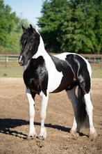 Homozygote Barock Pinto ter dekking, Dieren en Toebehoren, Hengst