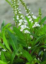 Lysimachia Autumn snow, vanaf 2 euro , LAATSTE potten, Vaste plant, Halfschaduw, Zomer, Ophalen