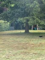 Gratis hout, Tuin en Terras, Ophalen of Verzenden