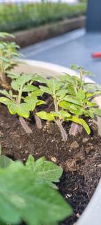 9 plantules de mini tomates – 10€, Ophalen of Verzenden, Zomer