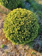 Boule Buxus (ceinture), Enlèvement, Buis