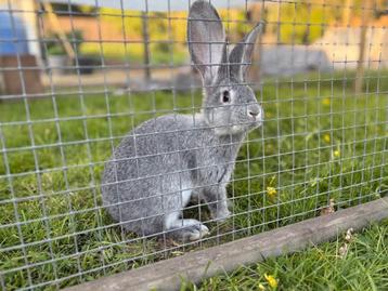 Raszuivere chinchilla Vlaamse reusjes beschikbaar voor biedingen
