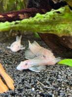 Ancistrus L144 Snow White – 4-6 cm – egaal witte variant, Dieren en Toebehoren, Vis, Zoetwatervis