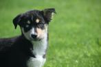 Australische herder kruising husky pups, Dieren en Toebehoren, Honden | Niet-rashonden, België, 8 tot 15 weken, Meerdere, Meerdere dieren