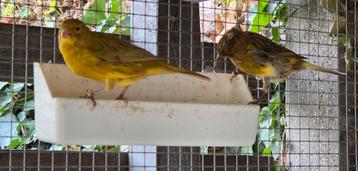 Kanarie mannen beschikbaar voor biedingen