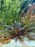 Aquariumplant - Cryptocoryne, Dieren en Toebehoren, Ophalen of Verzenden, Plant(en), Steen of Hout