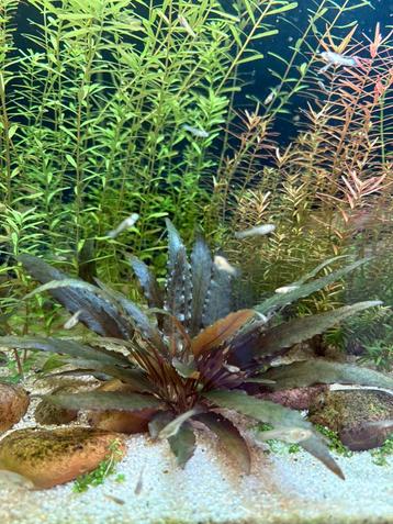 Aquariumplant - Cryptocoryne beschikbaar voor biedingen
