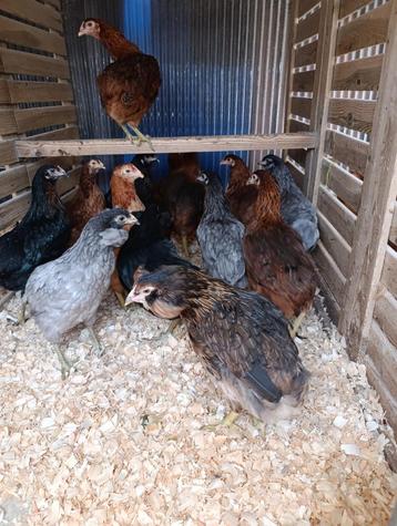 Araucana legklaar + alle sier/kriel actie 4+1 gratis  beschikbaar voor biedingen