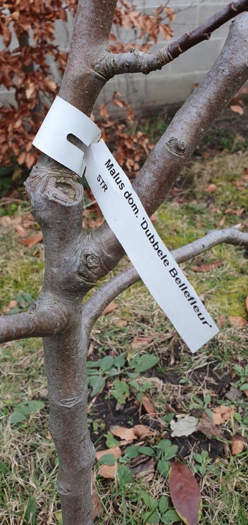 Appelboom "Dubbele Bellefleur", Tuin en Terras, Planten | Fruitbomen, Appelboom, 100 tot 250 cm, Volle zon, Lente, Ophalen