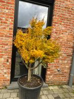 Acer palmatum, Tuin en Terras, Planten | Bomen, Ophalen