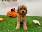 Cavapoo pups, België, 8 tot 15 weken, CDV (hondenziekte), Meerdere