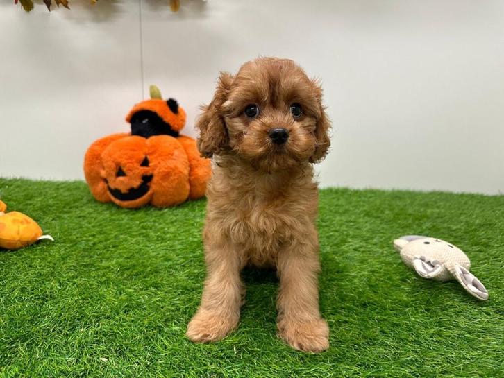 Cavapoo pups, Dieren en Toebehoren, Honden | Niet-rashonden, Meerdere dieren, Fokker | Professioneel, Meerdere, België, 8 tot 15 weken