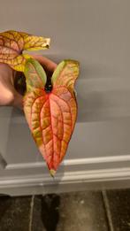 Alocasia cyrtosperma jhonstonii, Enlèvement ou Envoi