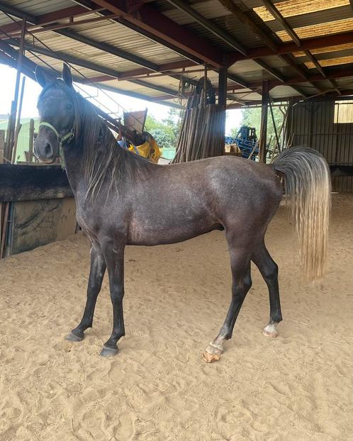 Paard ruin, Dieren en Toebehoren, Paarden, Ruin, Zadelmak, Minder dan 160 cm, 3 tot 6 jaar, Recreatiepaard, Gechipt, Ontwormd
