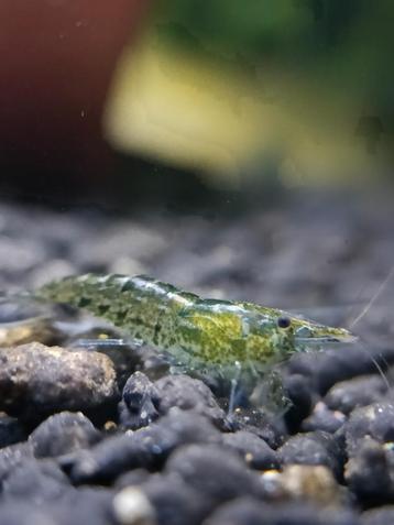 Neocaridina garnalen wildkleur - groen beschikbaar voor biedingen