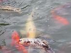 Koi’s 50 à 60cm te koop wegen stopzetting vijver, Dieren en Toebehoren, Karper of Koi
