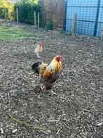Haan, Dieren en Toebehoren, Pluimvee