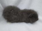 Ch Teddy cavia beertje te koop, Dieren en Toebehoren, Knaagdieren, November, Mannelijk, Cavia