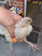Kwartels, Dieren en Toebehoren, Pluimvee