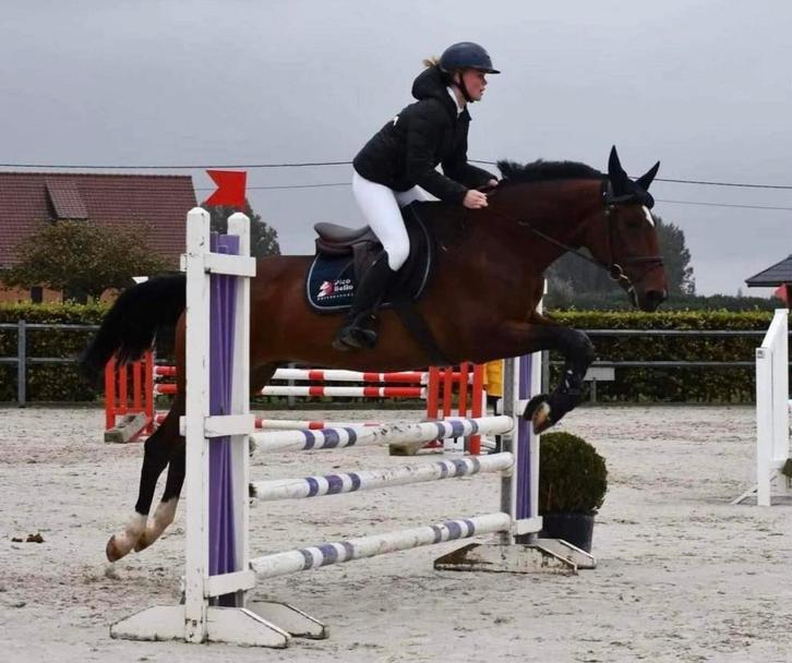 Stalhulp/ ruiter aangeboden regio ieper, Dieren en Toebehoren, Paarden