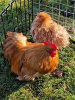 Cochin kriel, Dieren en Toebehoren, Pluimvee