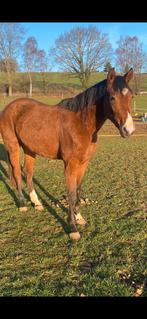 3 jarige merrie BWP, Dieren en Toebehoren, Merrie, Onbeleerd