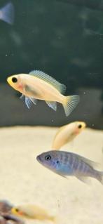 Maylandia Estherae minos reef malawi cichliden hobbykweek, Vis, Zoetwatervis