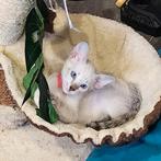 Prachtige volledig gestreepte oosterse Siamese kittens!, Dieren en Toebehoren, Meerdere dieren, Kortharig, 0 tot 2 jaar