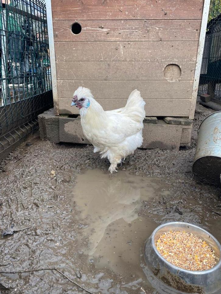 zijdehoen haan kriel 100% wit, Dieren en Toebehoren, Pluimvee, Kip, Mannelijk