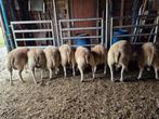 Texel schapen bokken te koop, Dieren en Toebehoren