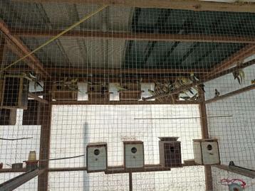 10 valkparkieten Te koop beschikbaar voor biedingen