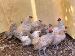 Antwerpse baardkrielen, Dieren en Toebehoren
