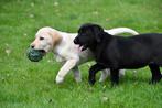 Labrador Retriever pups te koop, Dieren en Toebehoren, CDV (hondenziekte), Meerdere, 8 tot 15 weken, Meerdere dieren