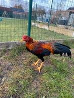 Soeandese vechter x hint, Dieren en Toebehoren