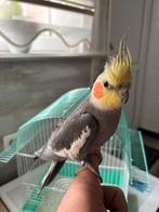 Valkparkiet man 1jaar, Dieren en Toebehoren, Tam