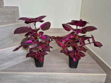 Prachtige Siernetel (Coleus) plant met opvallende bladeren beschikbaar voor biedingen