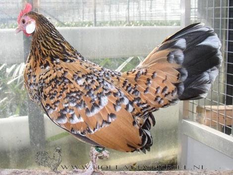 Sierkippen Cochins, Serama, Hollandse kriel, ..., Dieren en Toebehoren, Pluimvee, Kip