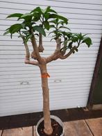 Brugmansia op stam, Tuin en Terras, Planten | Bomen, Ophalen