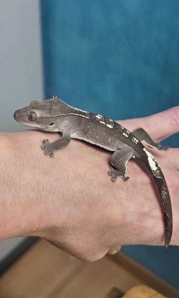 Visual axanthic man, Dieren en Toebehoren, Reptielen en Amfibieën, Hagedis, 0 tot 2 jaar, Tam