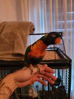 Tamme lori vd blauwebergen, Dieren en Toebehoren, Vogels | Parkieten en Papegaaien, Parkiet, Tam