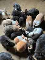 Konijnen tekoop, Dieren en Toebehoren, Meerdere dieren