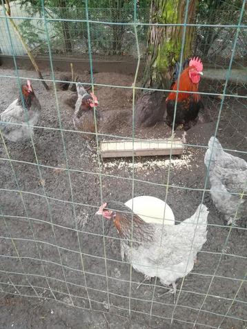 Broedeieren van marans blouwkoperhals, Dieren en Toebehoren